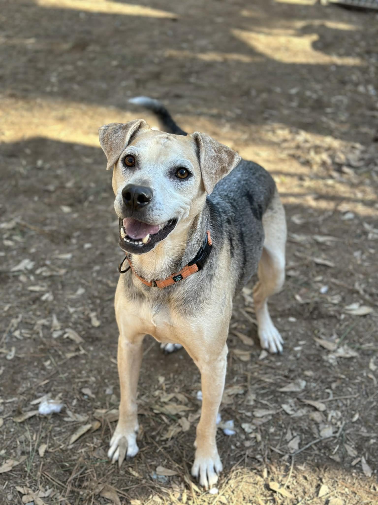 Enlarge Koda, a ADOPTABLE mixed breed in Atlanta, GA image 3/5