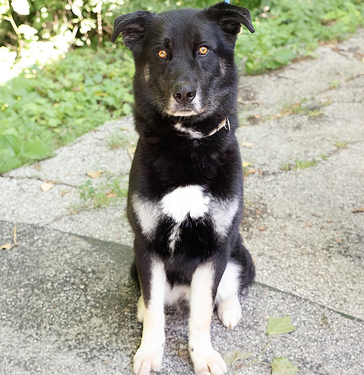 Montana, Adopted, Adult Male Mixed Breed.