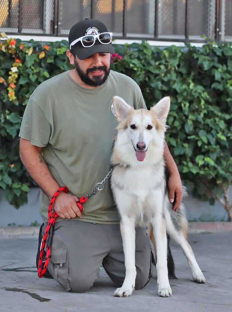 Enlarge Sky von Selk, a Adoptable mixed breed in Los Angeles, CA image 2/4