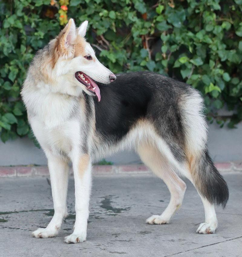 Enlarge Sky von Selk, a Adoptable mixed breed in Los Angeles, CA image 4/4