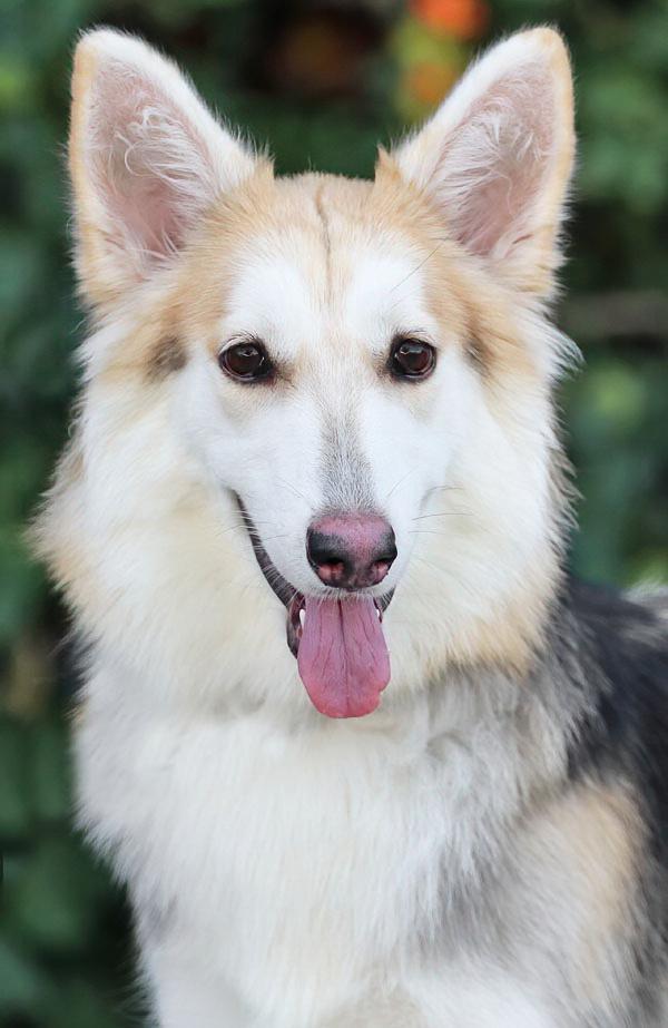 Enlarge Sky von Selk, a Adoptable mixed breed in Los Angeles, CA image 1/4