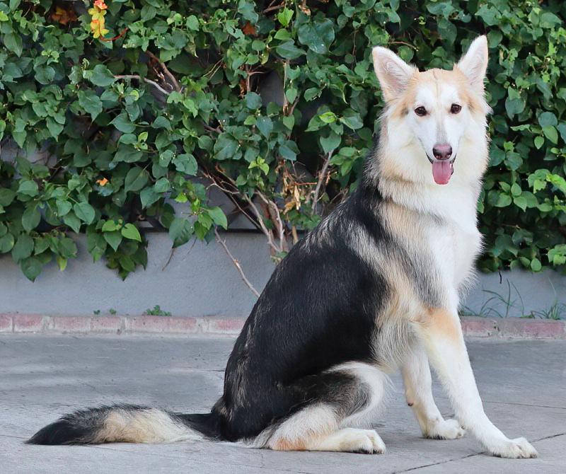 Enlarge Sky von Selk, a Adoptable mixed breed in Los Angeles, CA image 3/4
