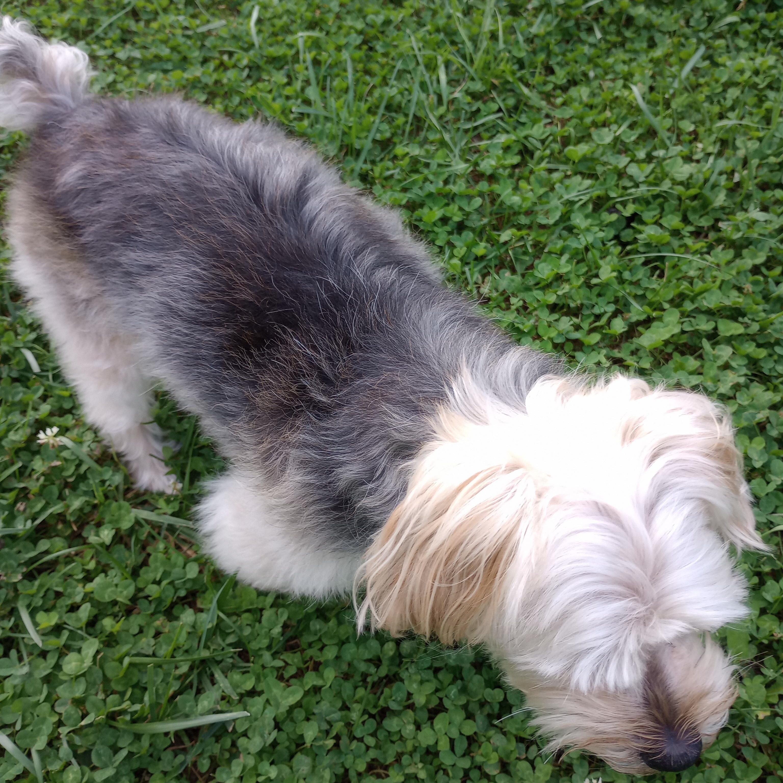 Bella, an adopted mixed breed in Cincinnati, OH image 3/3