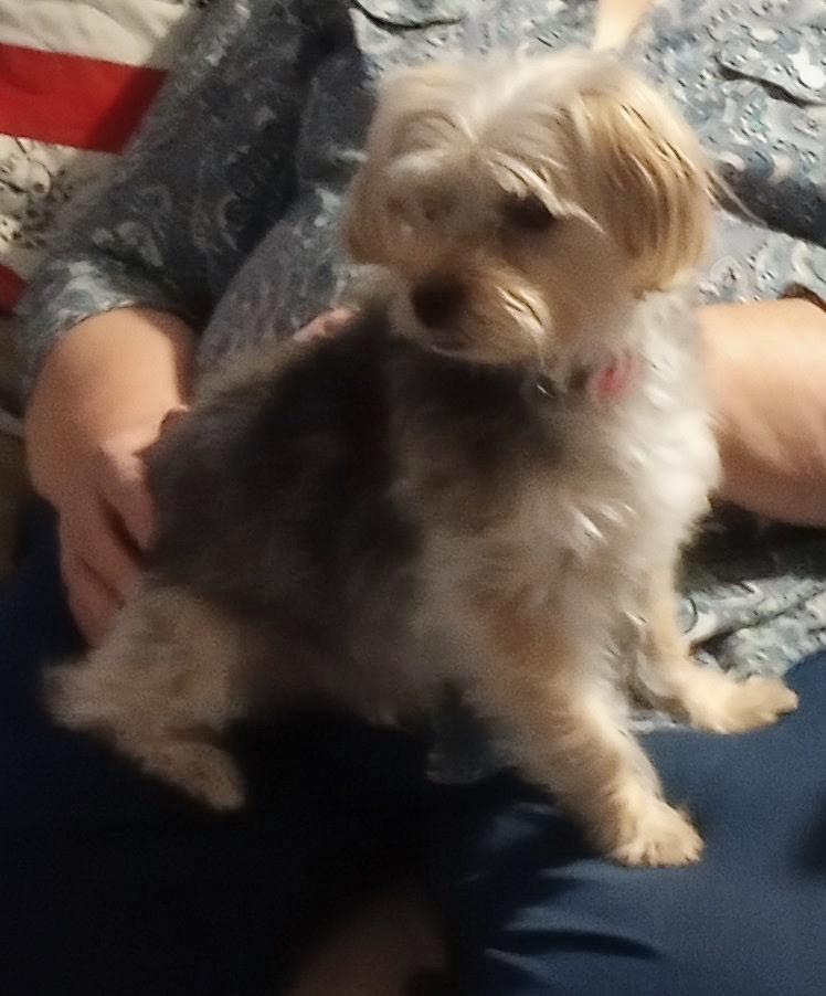 Bella, an adopted mixed breed in Cincinnati, OH image 1/3