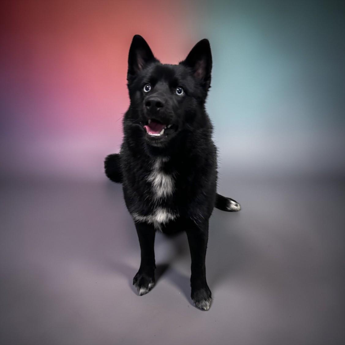 Enlarge LOKI, a Adoptable mixed breed in Clinton Township, MI image 1/1