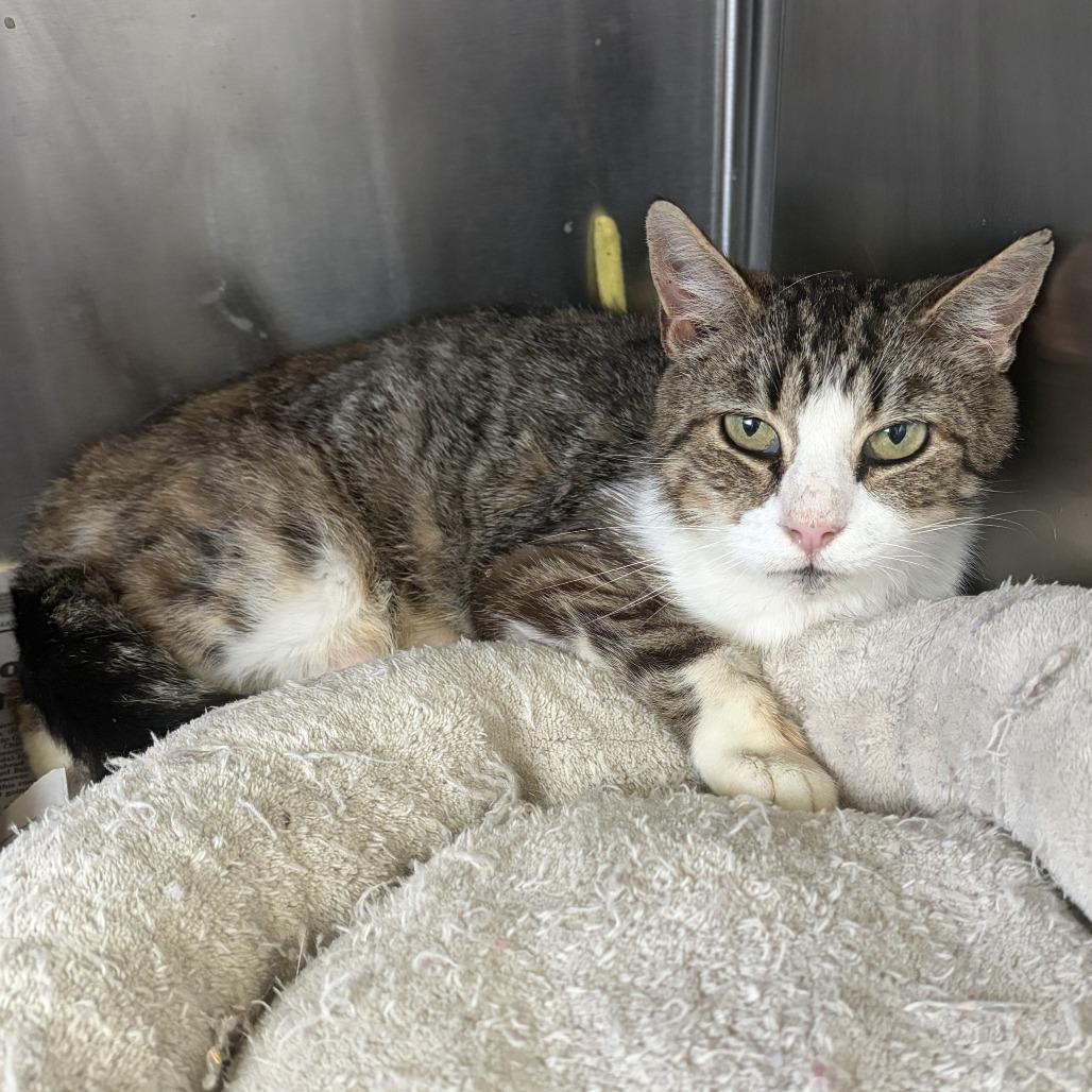 Naomi, Adoptable, Senior Female Domestic Short Hair.