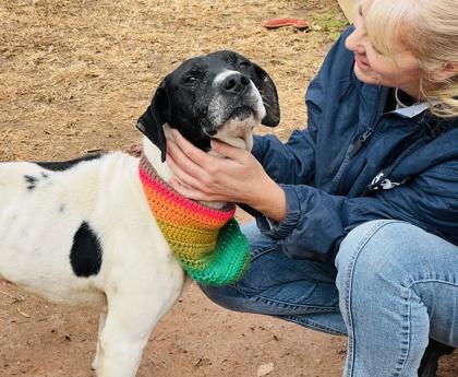 Trojan $85 Fostered, Adoptable, Adult Male German Shorthaired Pointer & Mixed Breed.