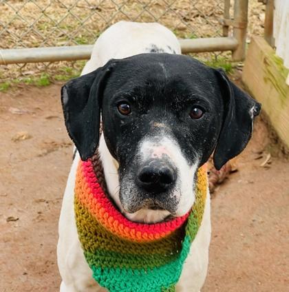 Enlarge Trojan $85 Fostered, a Adoptable mixed breed in Seneca, SC image 3/3