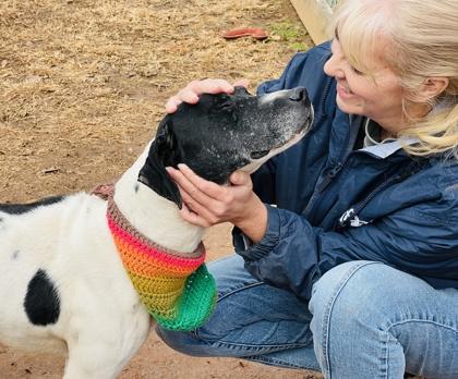 Enlarge Trojan $85 Fostered, a Adoptable mixed breed in Seneca, SC image 3/3