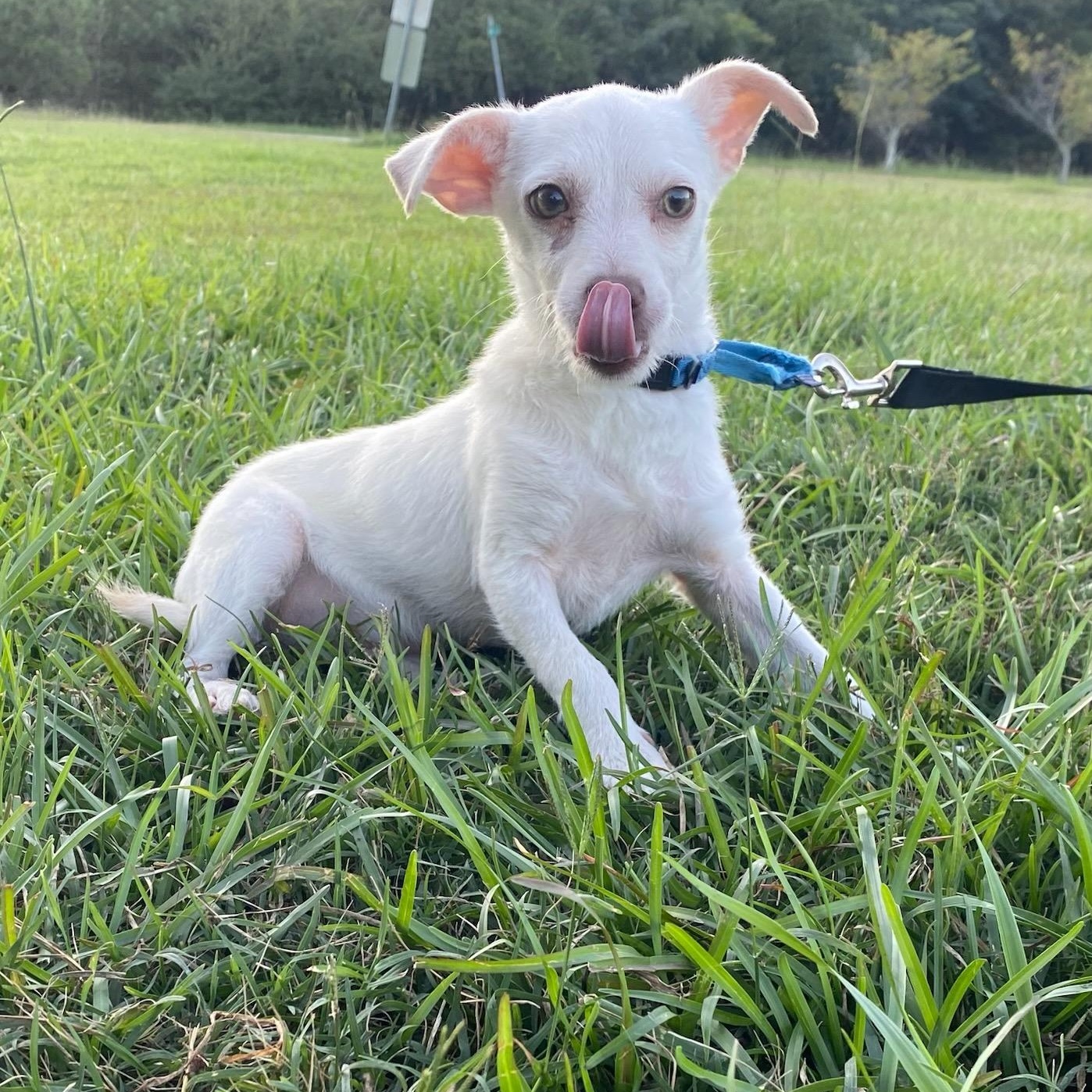 Enlarge Diego, a Adoptable Chihuahua in Greenville, SC image 1/3