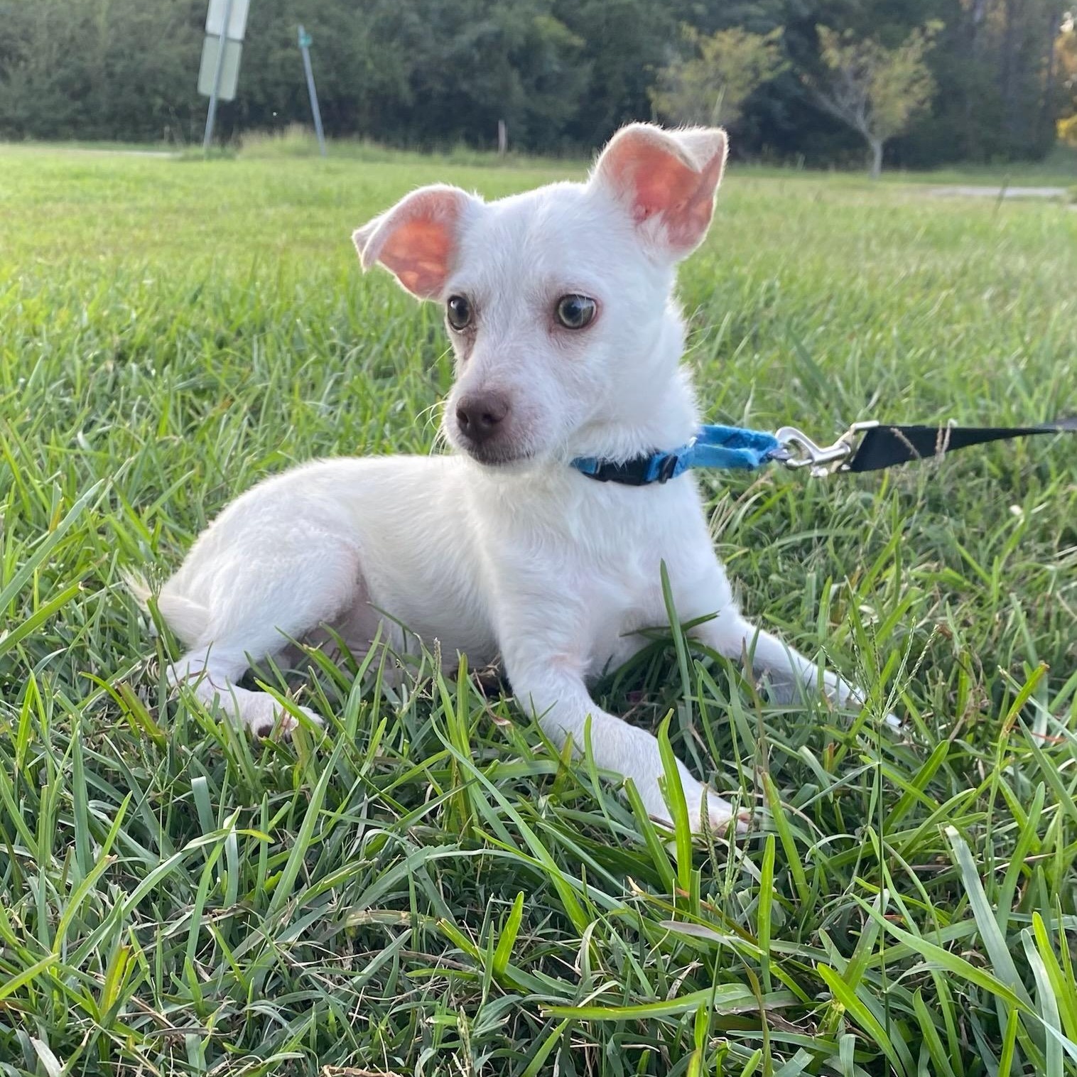Enlarge Diego, a Adoptable Chihuahua in Greenville, SC image 3/3