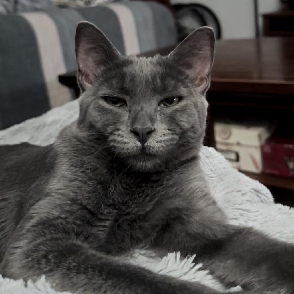 Princess Muffin, Adoptable, Young Female Domestic Short Hair.