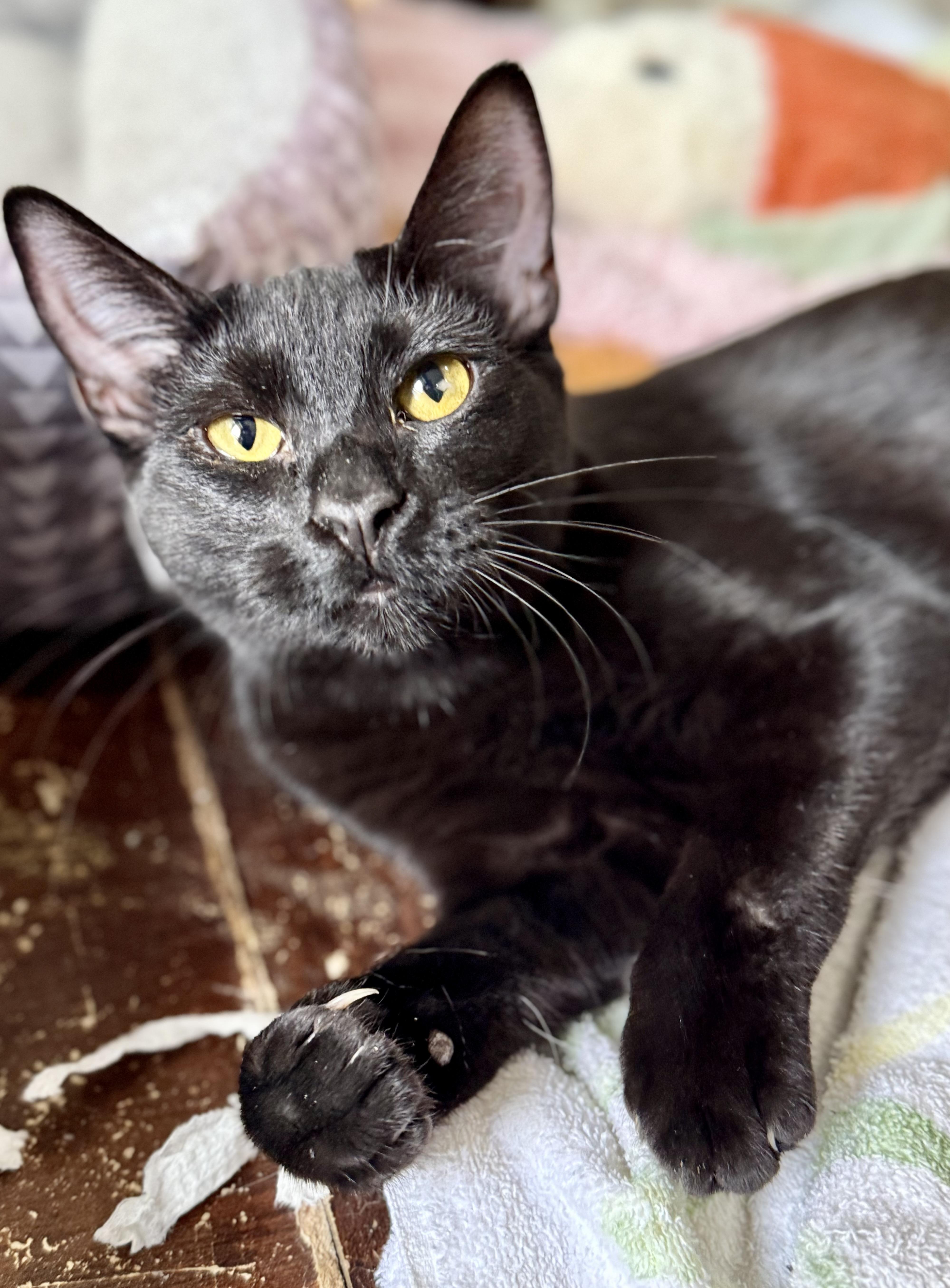 Sweet Pea, a Adoptable Domestic Short Hair in Shreveport, LA image 1/3