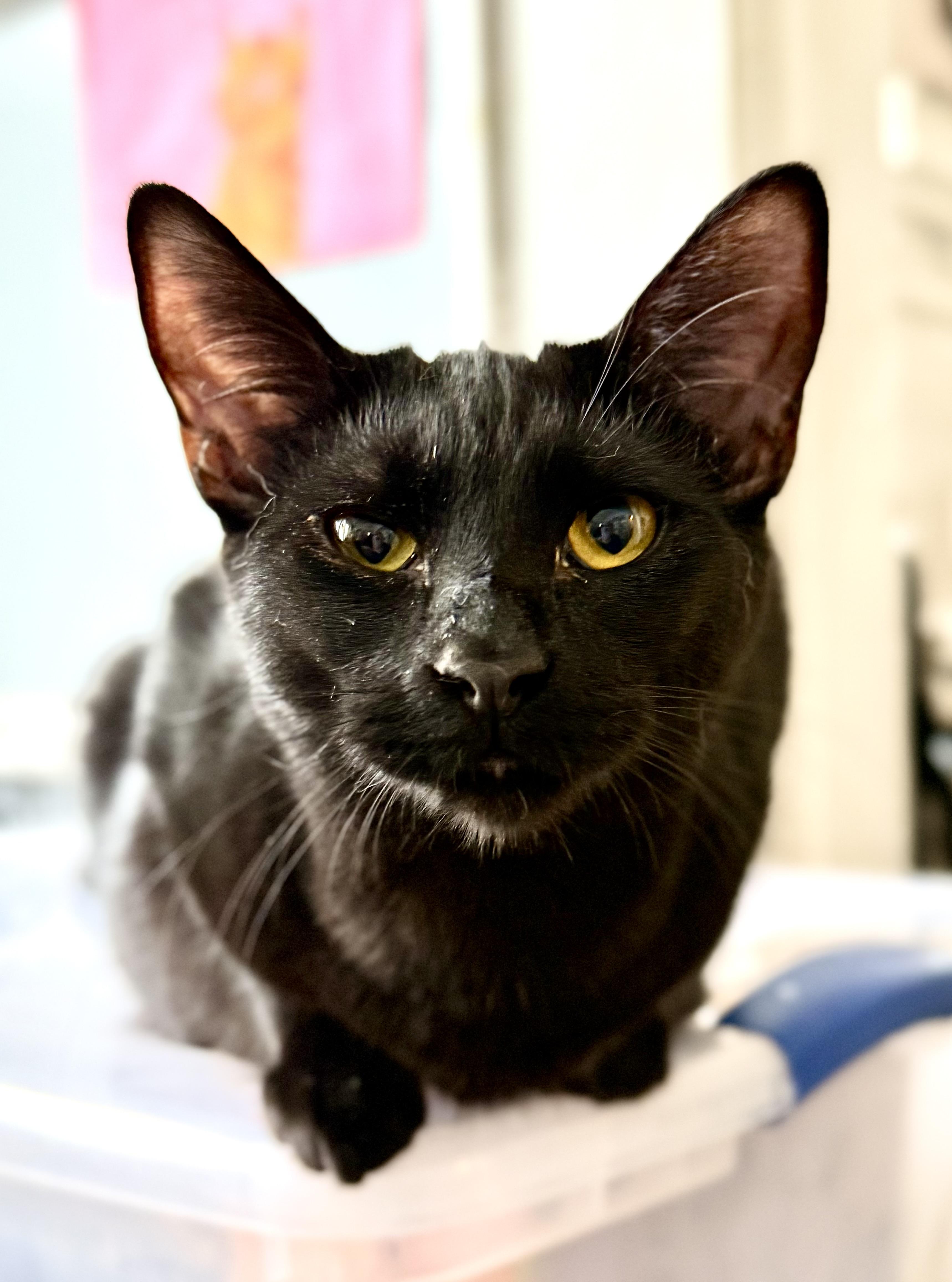 Sweet Pea, a Adoptable Domestic Short Hair in Shreveport, LA image 2/3
