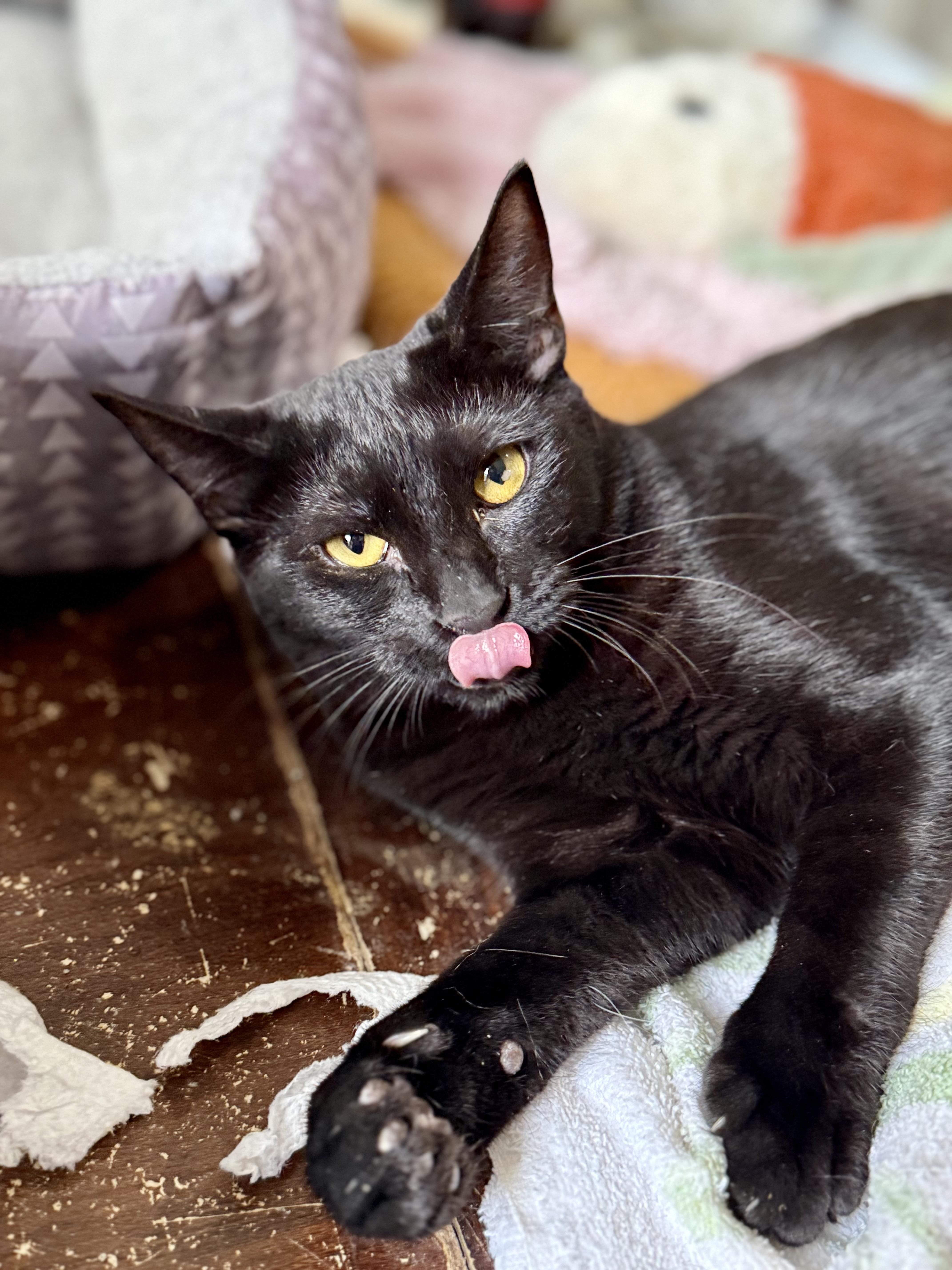 Sweet Pea, a Adoptable Domestic Short Hair in Shreveport, LA image 3/3