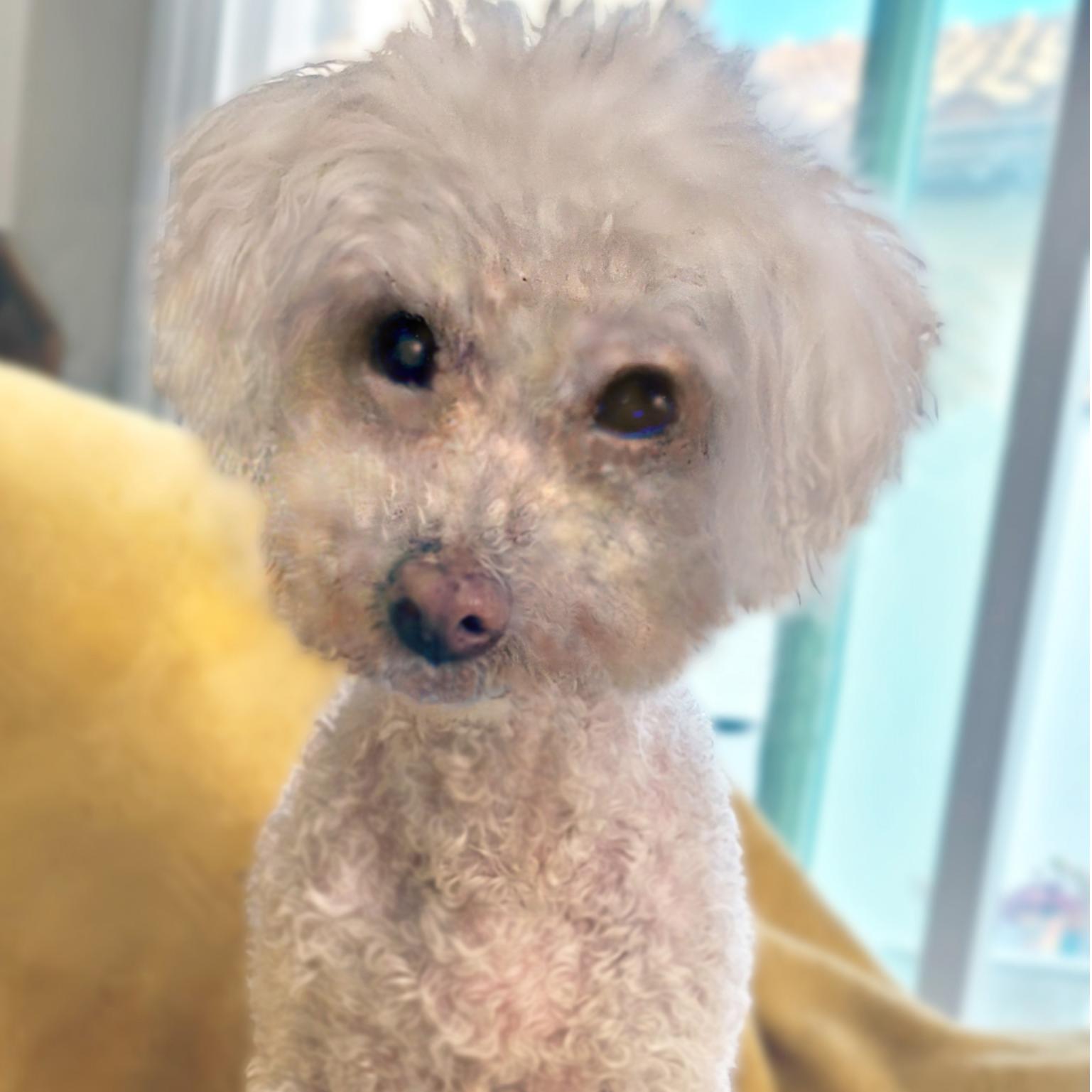 Charli #490, Adoptable, Senior Male Maltese.