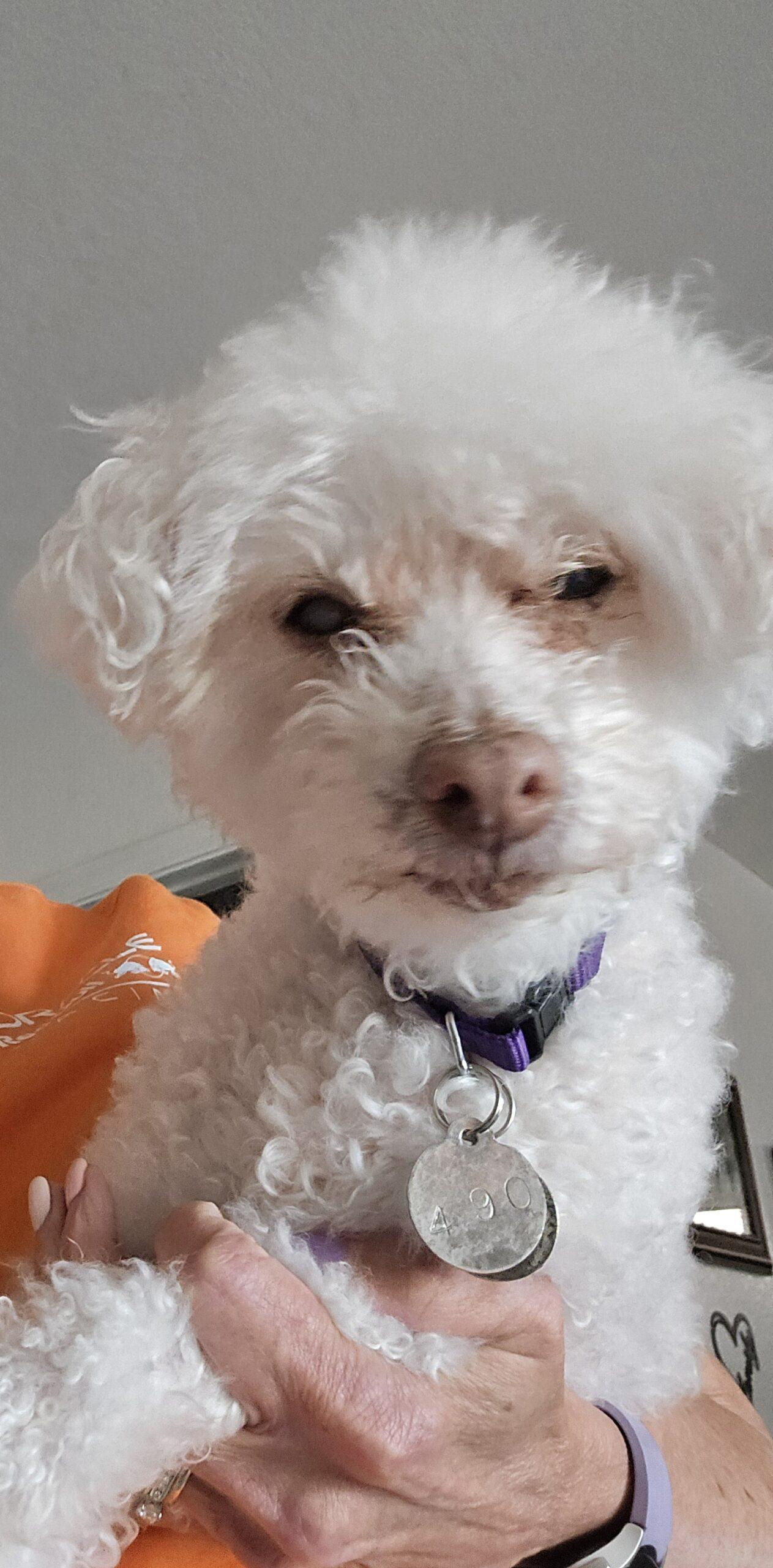 Charli #490, a Adoptable Maltese in Placentia, CA image 4/5