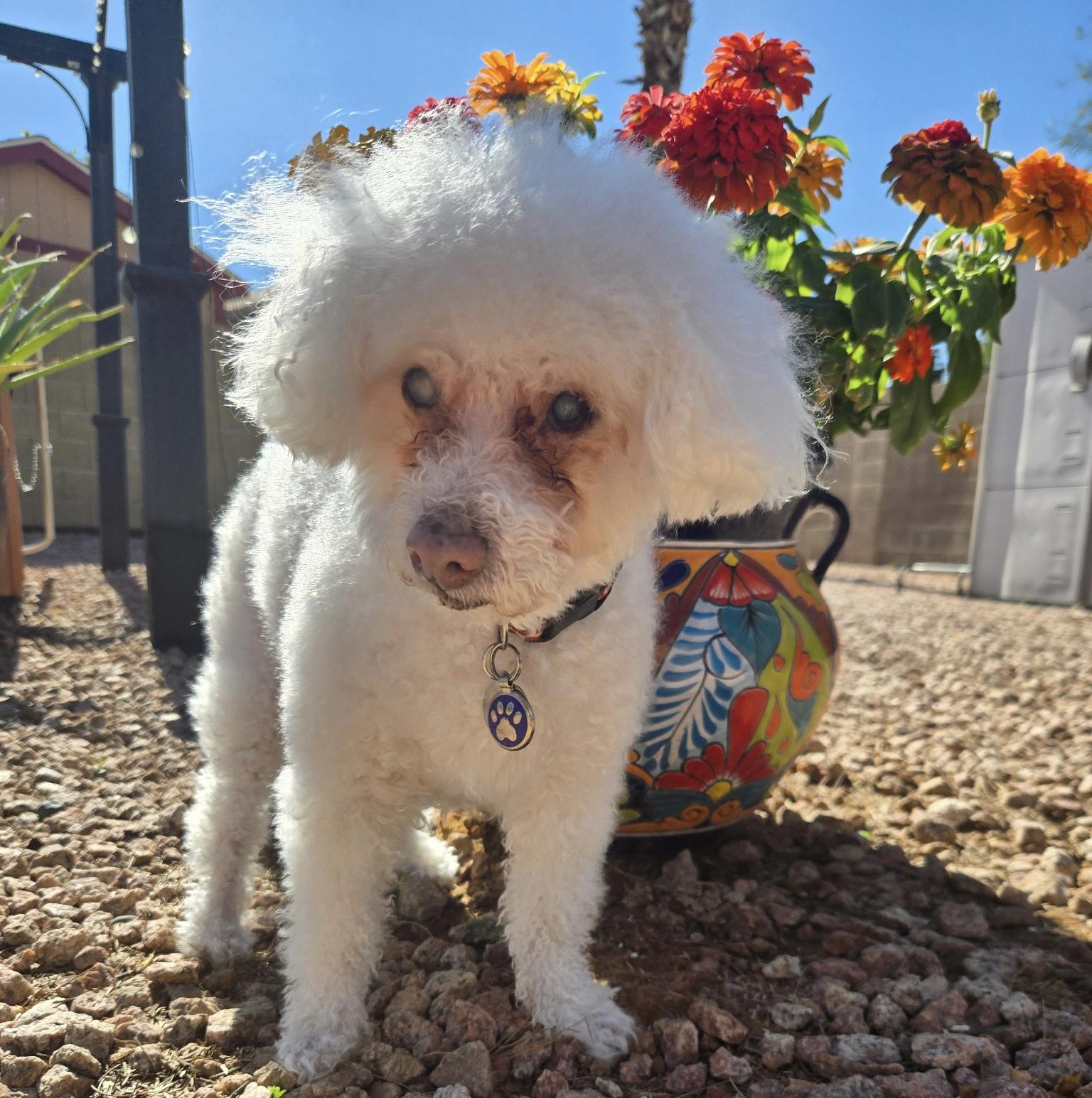 Charli #490, a Adoptable Maltese in Placentia, CA image 5/5