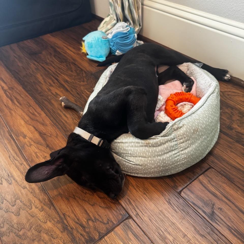 Ursula, Adoptable, Puppy Female Labrador Retriever & Pit Bull Terrier.