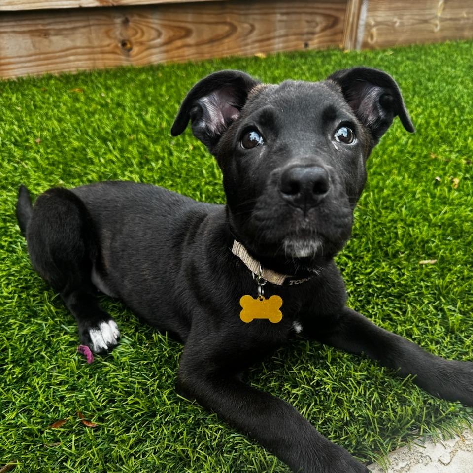 Ursula, a Adoptable mixed breed in Houston, TX image 2/6