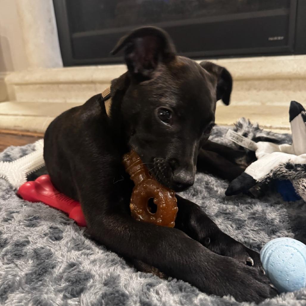 Ursula, a Adoptable mixed breed in Houston, TX image 5/6