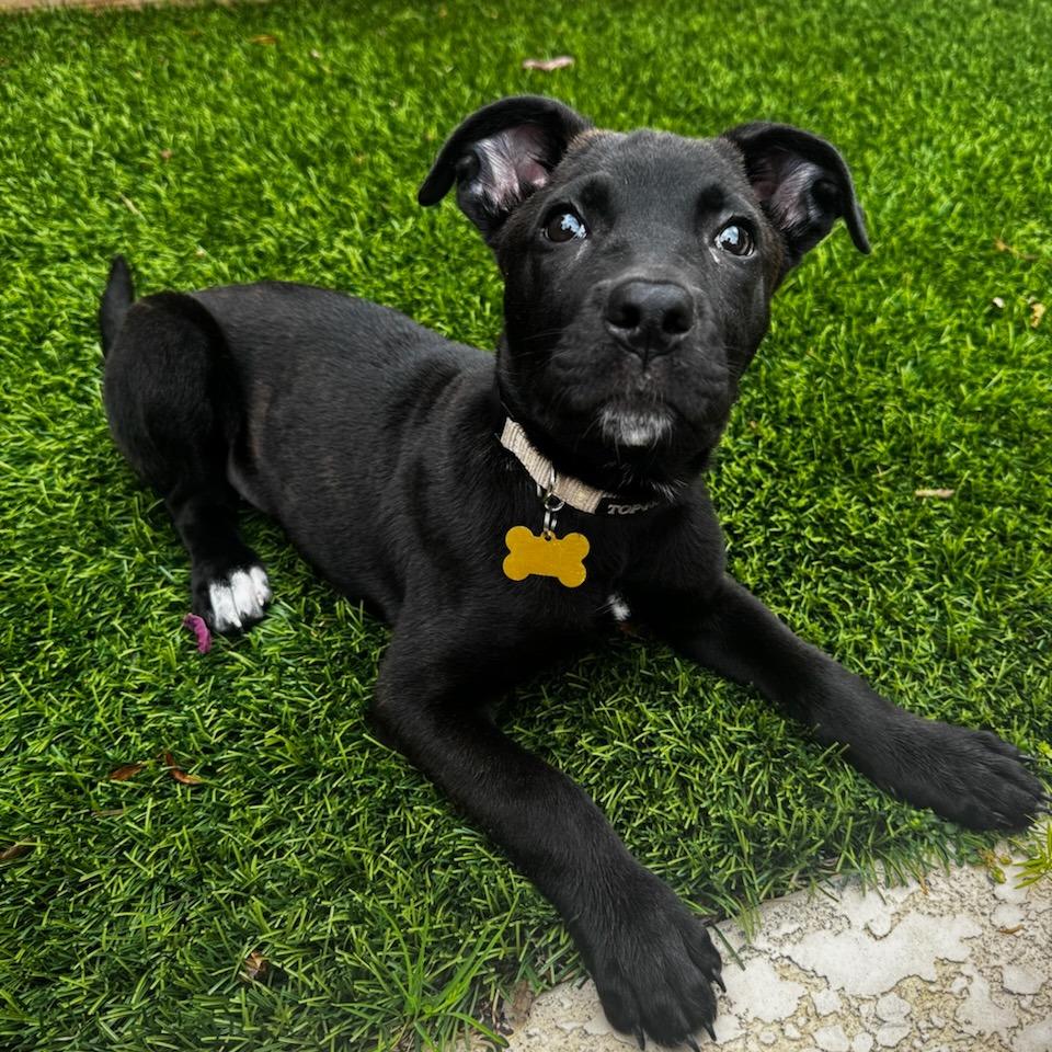 Ursula, a Adoptable mixed breed in Houston, TX image 6/6