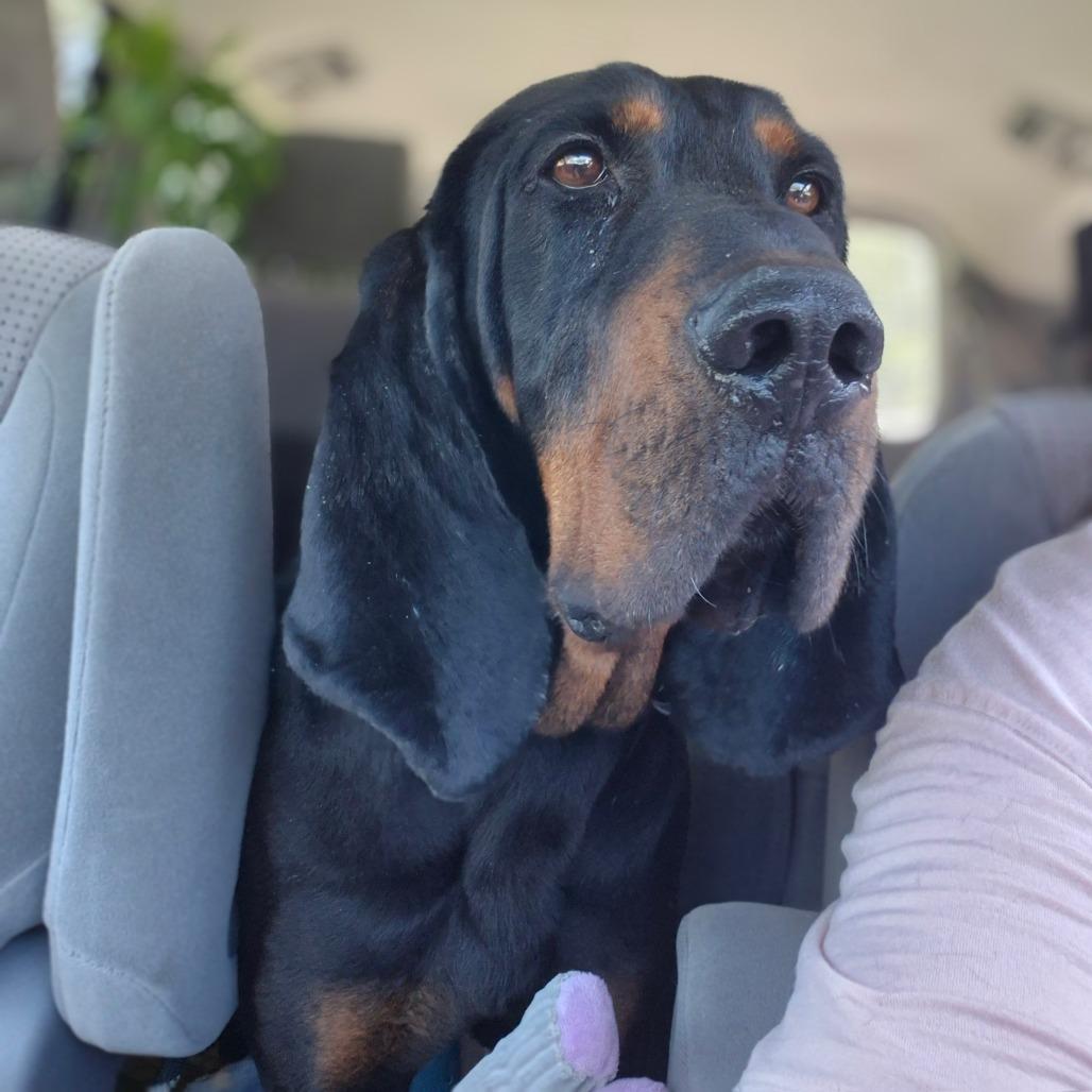 Luke, Adoptable, Adult Male Black and Tan Coonhound.