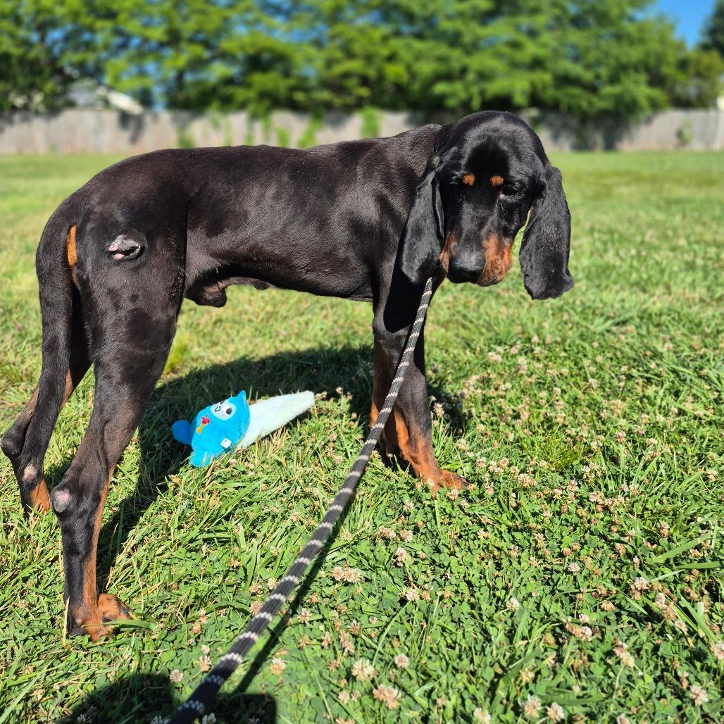 Luke, a Adoptable Black and Tan Coonhound in Chesapeake, VA image 2/2