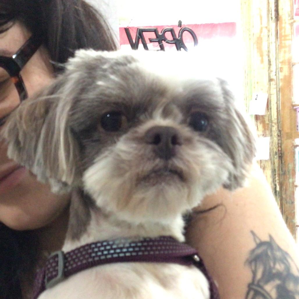 Mr. Sheffield, Adoptable, Adult Male Shih Tzu.