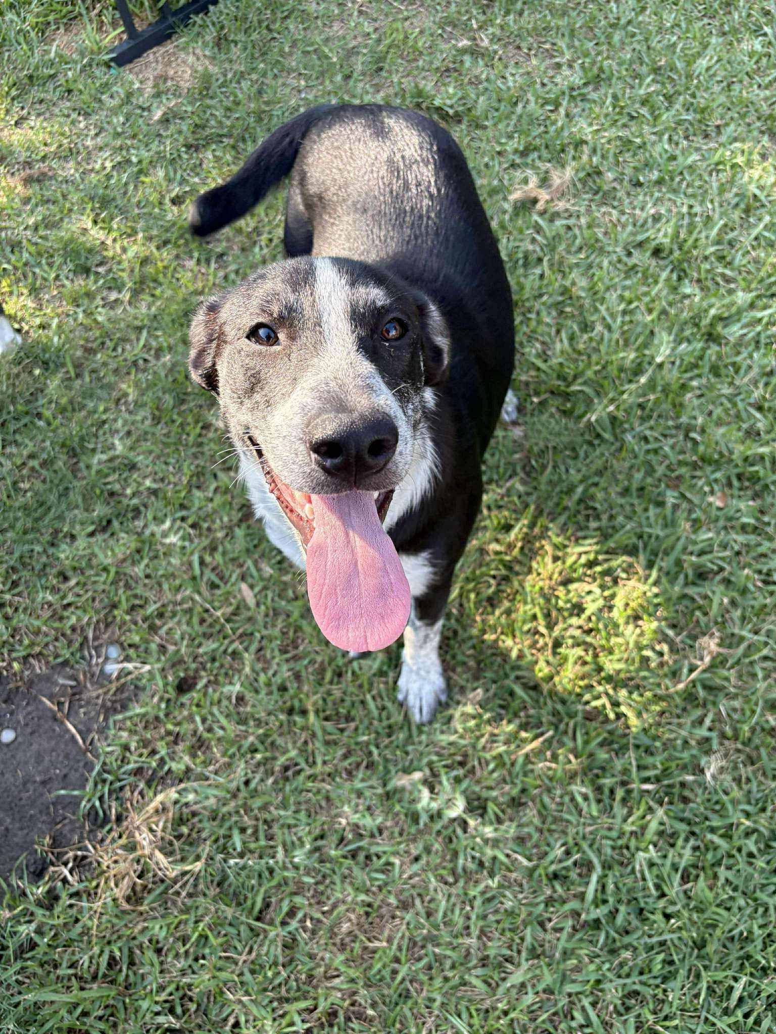 Enlarge Wool (Sponsored Adoption Fee), a Adoptable mixed breed in League City, TX image 2/4