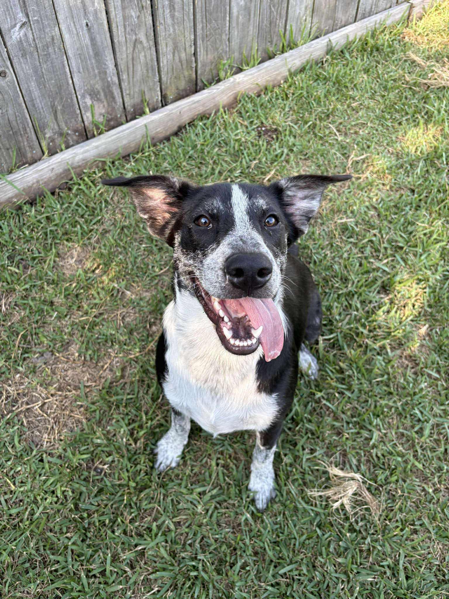 Enlarge Wool (Sponsored Adoption Fee), a Adoptable mixed breed in League City, TX image 4/4
