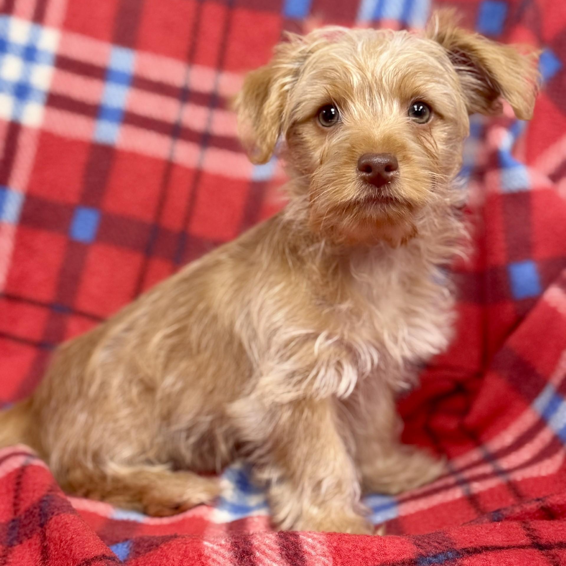 Enlarge Oddie (CONC-A-9069), an adopted mixed breed in Concord, NC image 1/1