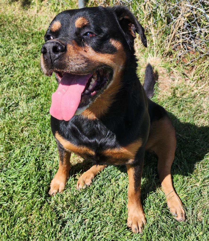 Lucid, Adoptable, Adult Female Rottweiler.