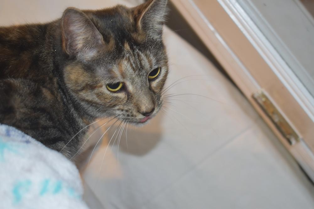 Mochi, Adoptable, Adult Female Domestic Short Hair & Tabby.