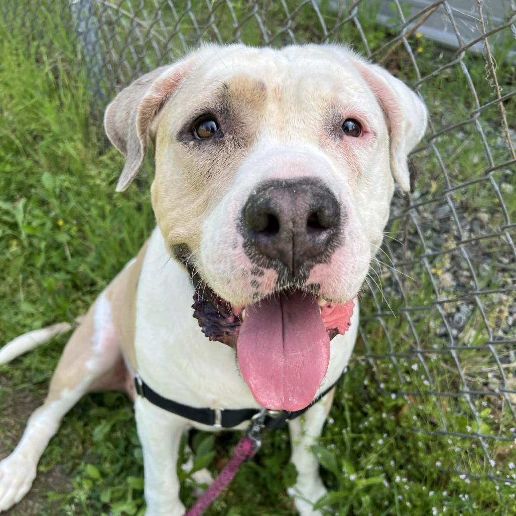 Whopper, Adoptable, Adult Male American Bulldog.
