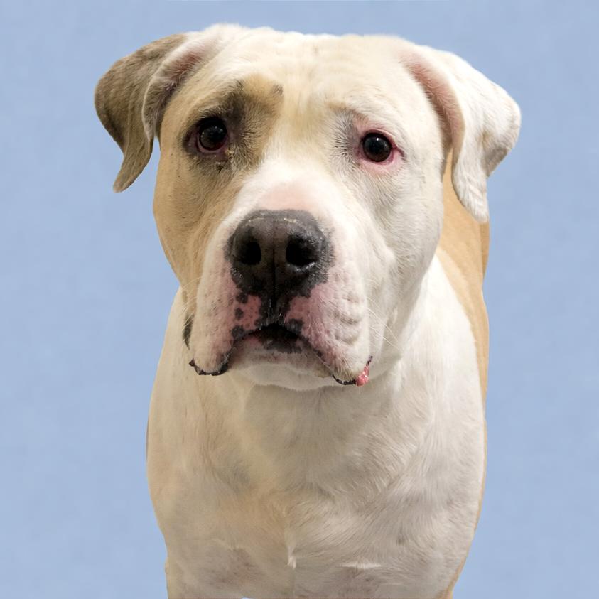 Enlarge Whopper, a Adoptable mixed breed in Concord, NC image 3/4