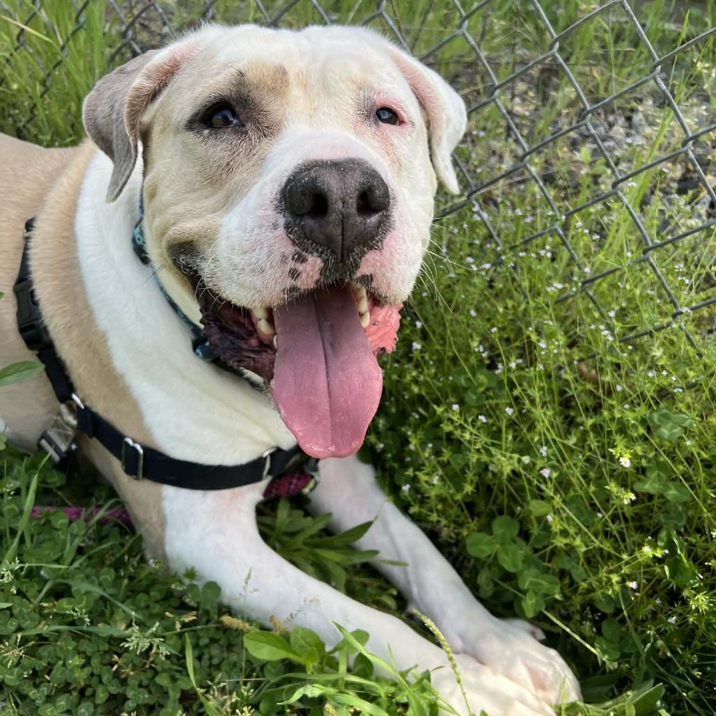 Enlarge Whopper, a Adoptable mixed breed in Concord, NC image 4/4
