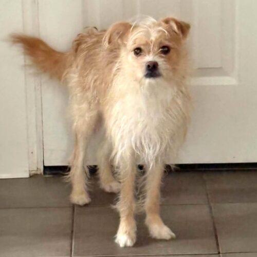 Nicholas, Adoptable, Puppy Male Terrier & Mixed Breed.