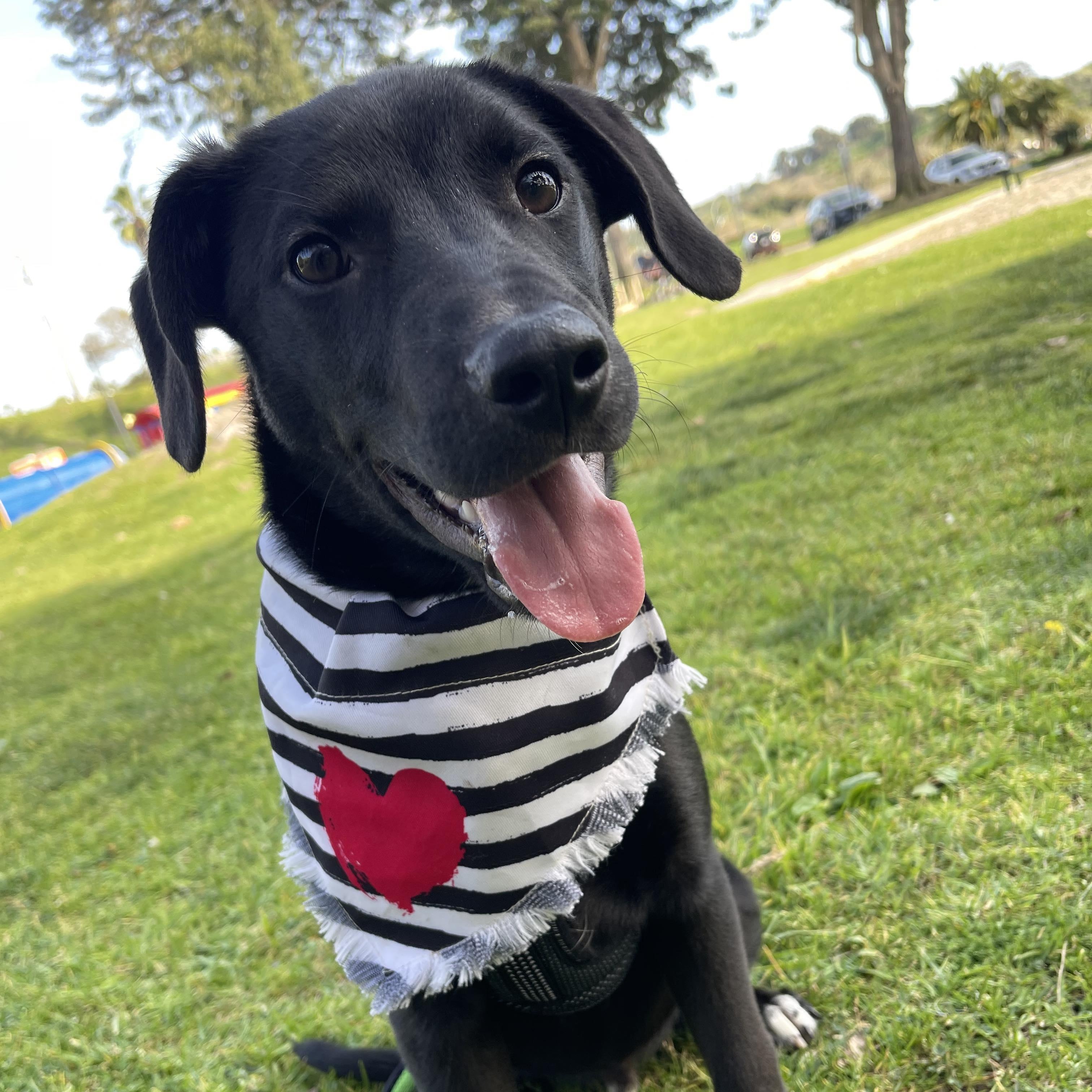 Enlarge BENITO 7 months 30 pounds, a Adoptable mixed breed in Aliso Viejo, CA image 2/6