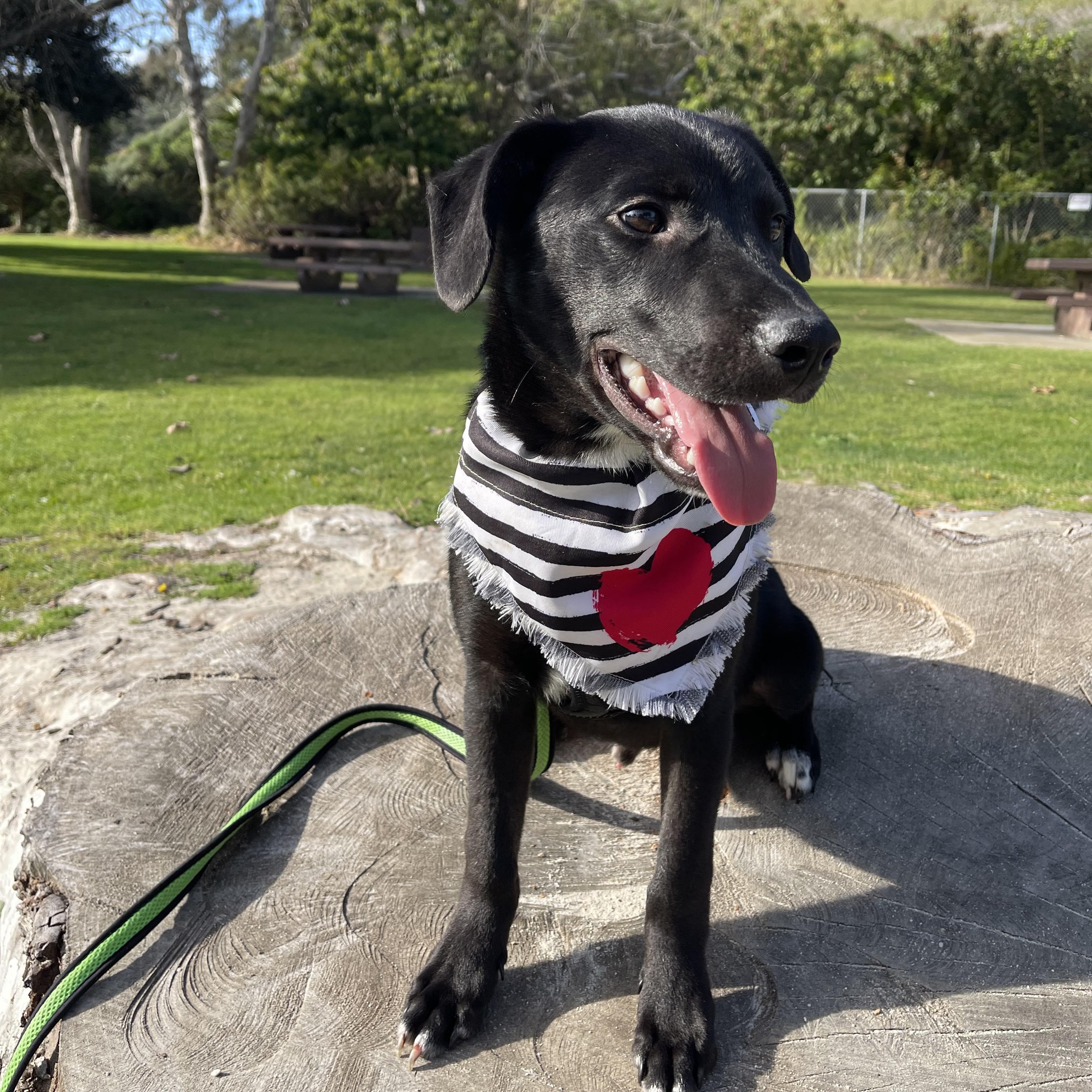 Enlarge BENITO 7 months 30 pounds, a Adoptable mixed breed in Aliso Viejo, CA image 6/6