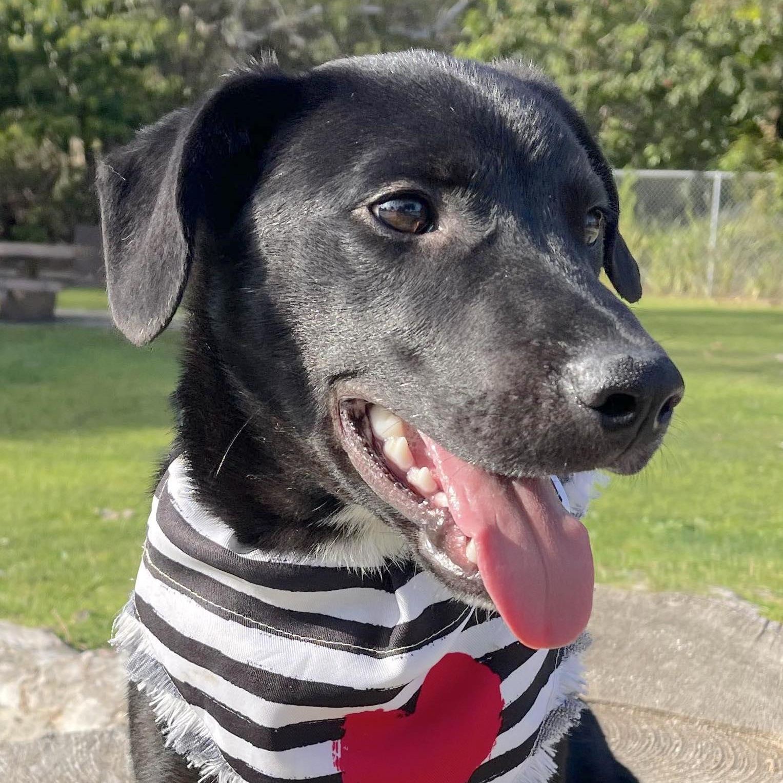 Enlarge BENITO 7 months 30 pounds, a Adoptable mixed breed in Aliso Viejo, CA image 3/6