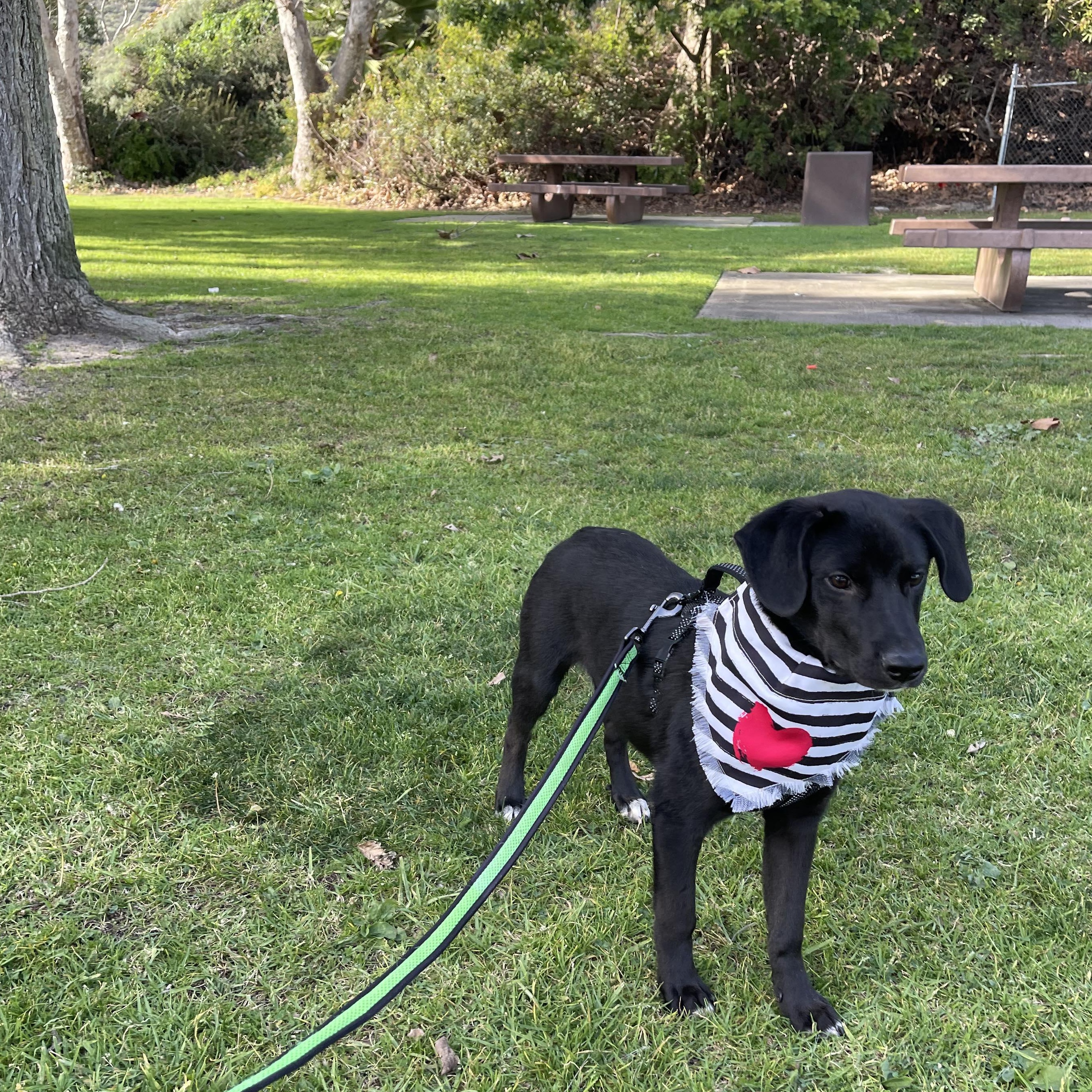 Enlarge BENITO 7 months 30 pounds, a Adoptable mixed breed in Aliso Viejo, CA image 5/6