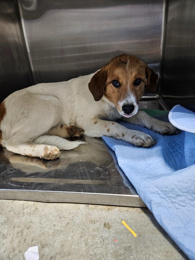 Enlarge Poppyseed, a Adoptable mixed breed in Morgantown, KY image 1/1