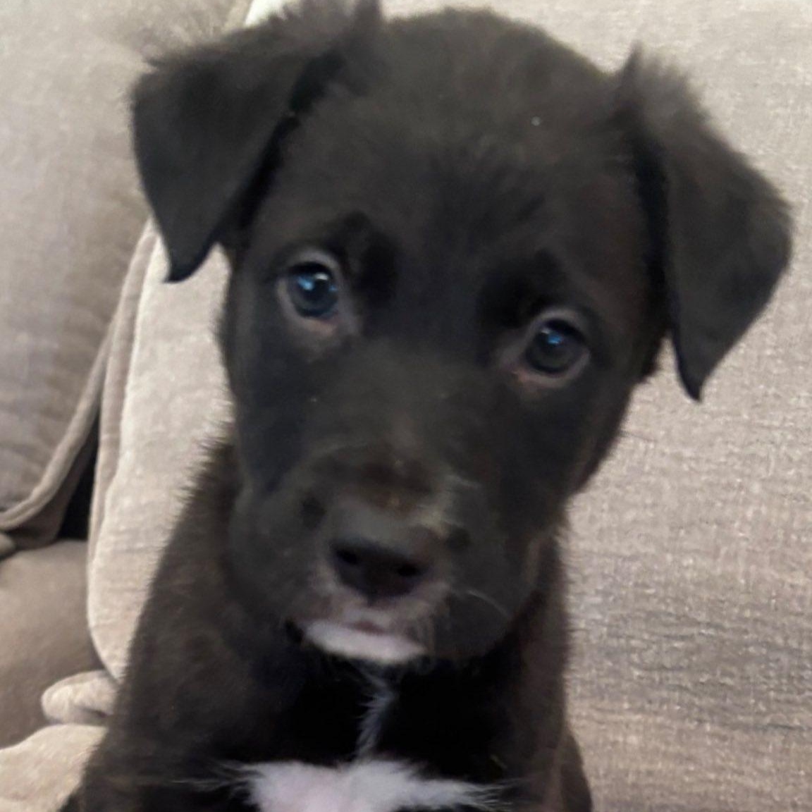 Enlarge Rocket, a ADOPTABLE mixed breed in Calabash, NC image 1/1