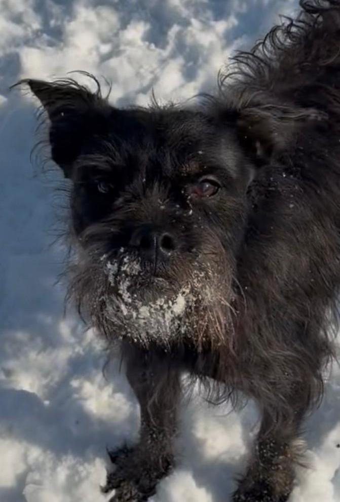 Enlarge Gallagher, an adopted mixed breed in Norwalk, CT image 2/2