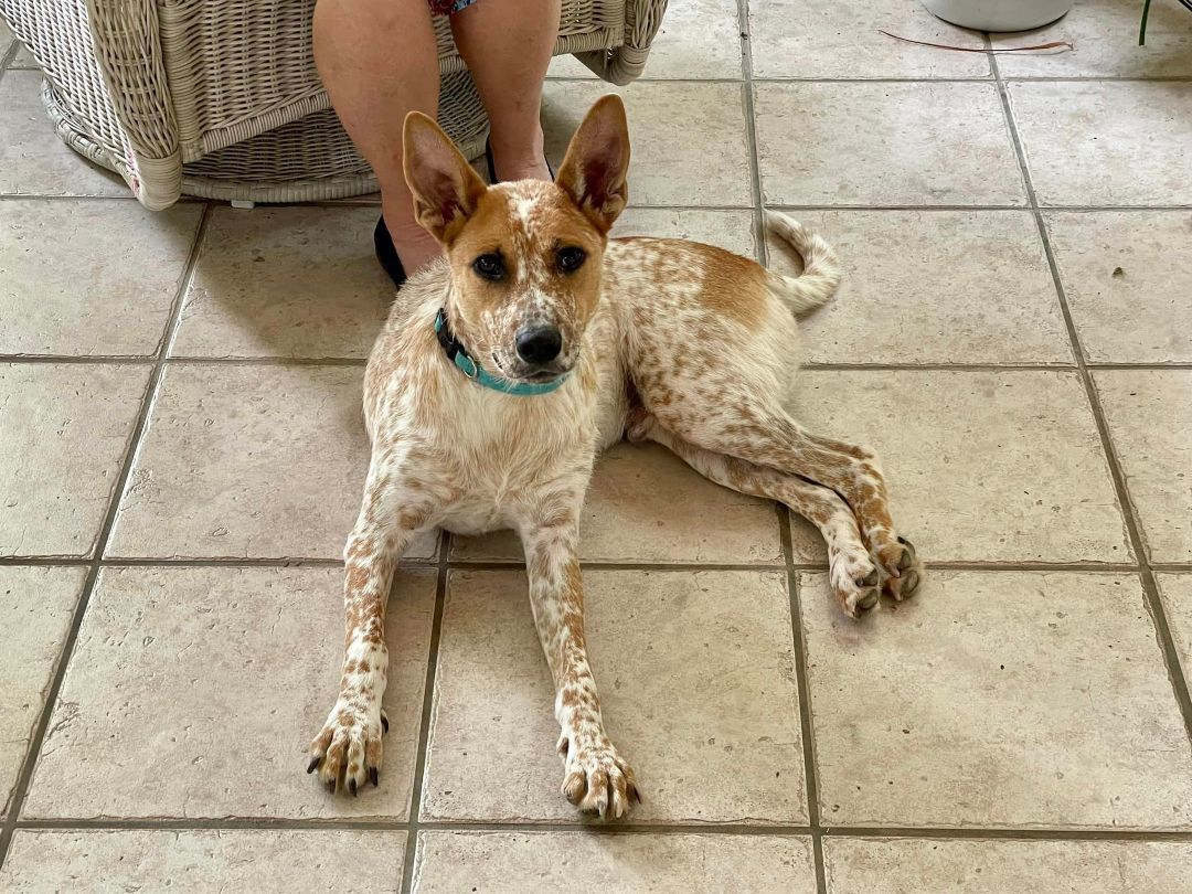 Enlarge Roscoe, a Adopted mixed breed in Jackson, MS image 1/3