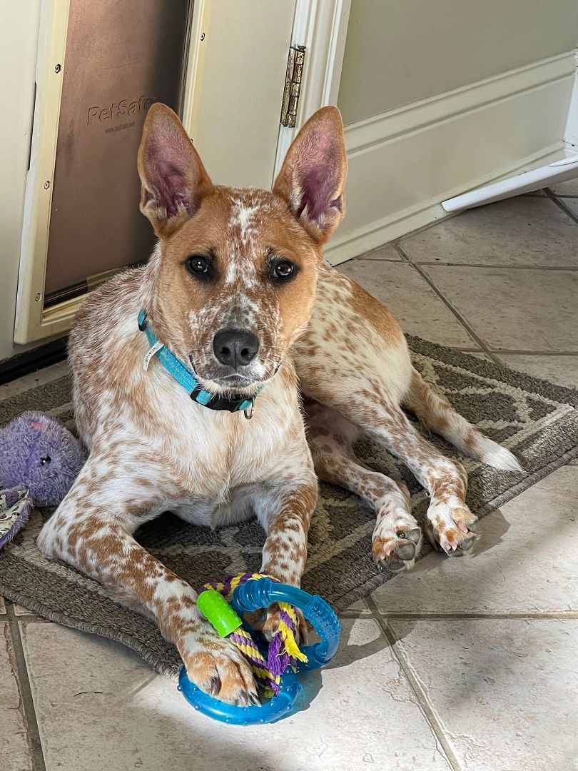 Enlarge Roscoe, a Adopted mixed breed in Jackson, MS image 2/3