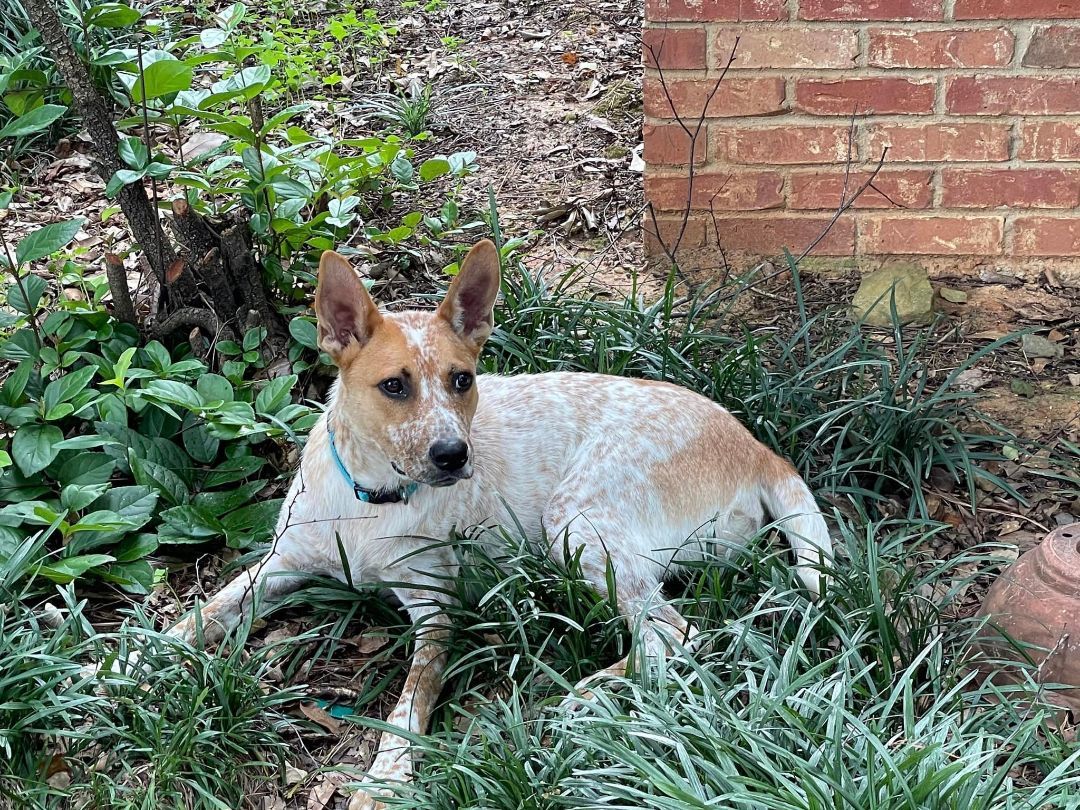 Enlarge Roscoe, a Adopted mixed breed in Jackson, MS image 3/3