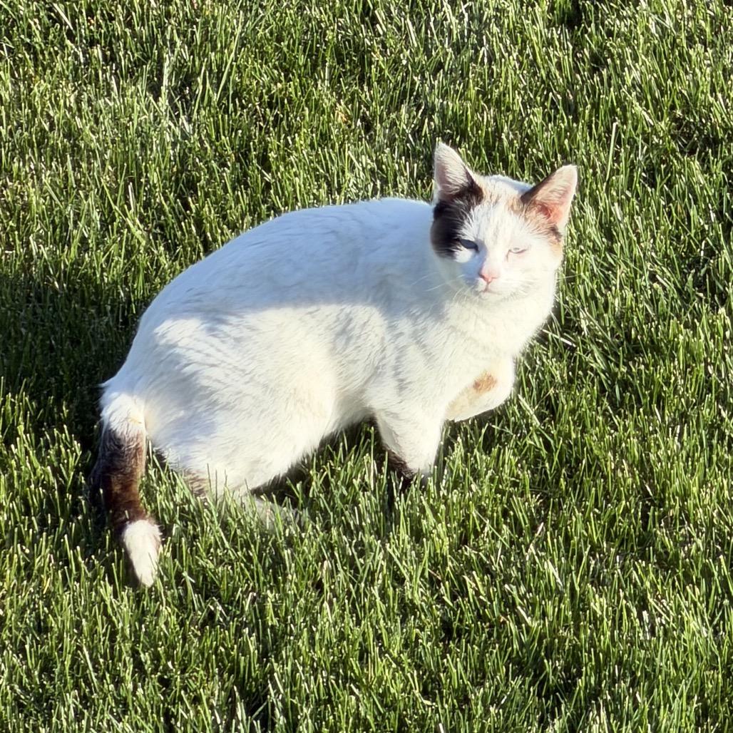 White Kitty Momma, Adoptable, Adult Female Snowshoe.