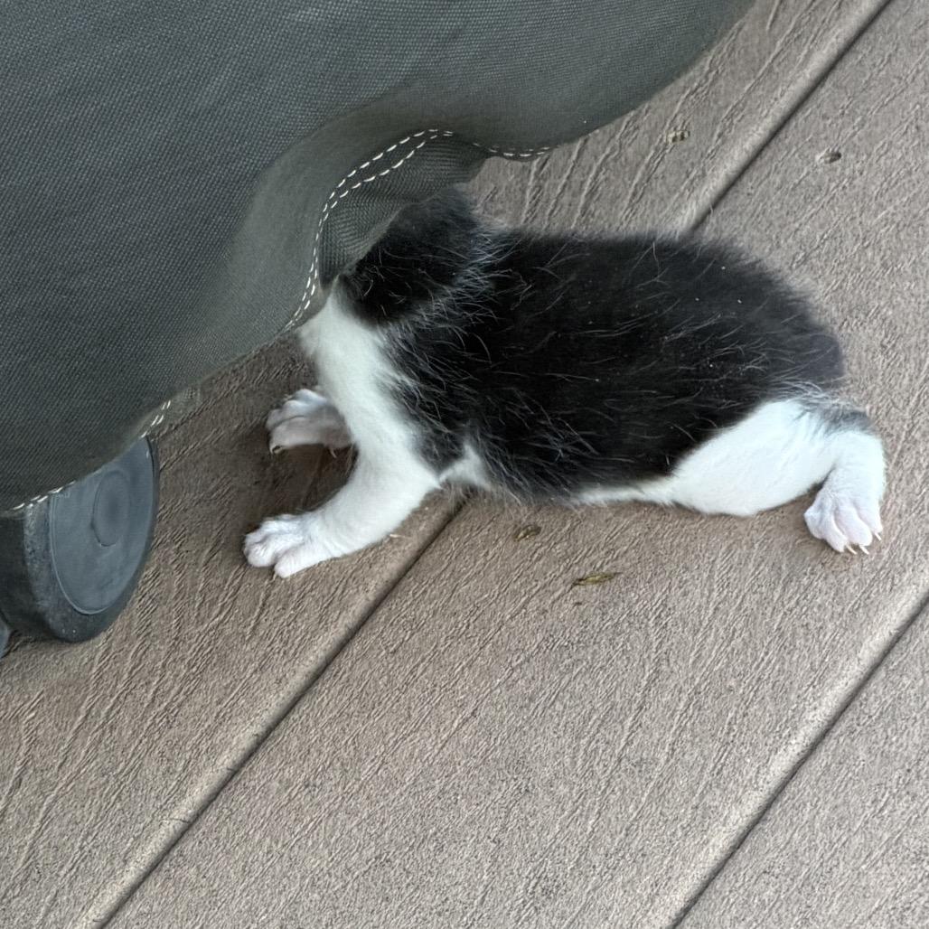 Enlarge White Kitty Momma, a Adoptable Snowshoe in Rochester, MN image 2/3
